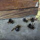 Illustration for article titled Any Bee Oppos?
